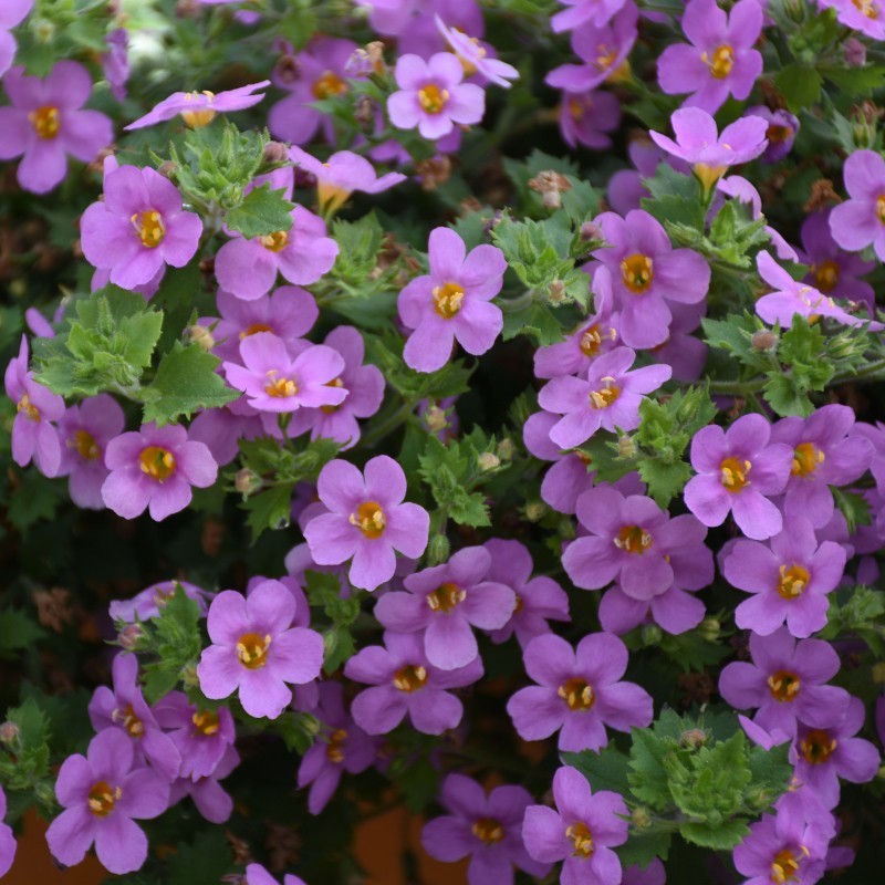 BACOPA (SUTERA CORDATA) CALYPSO™ JUMBO DEEP LAVENDER