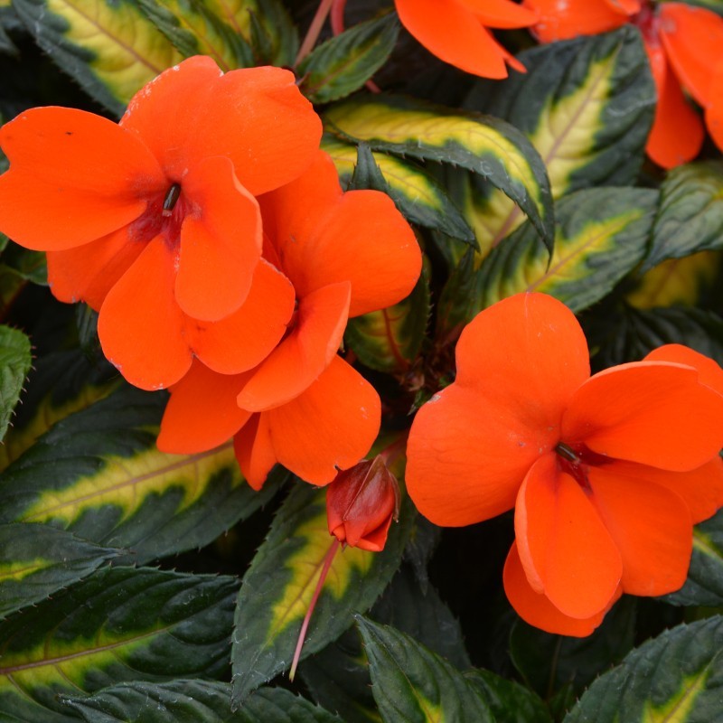 IMPATIENS HAWKERI SUNPATIENS® VIGOROUS TROPICAL ORANGE