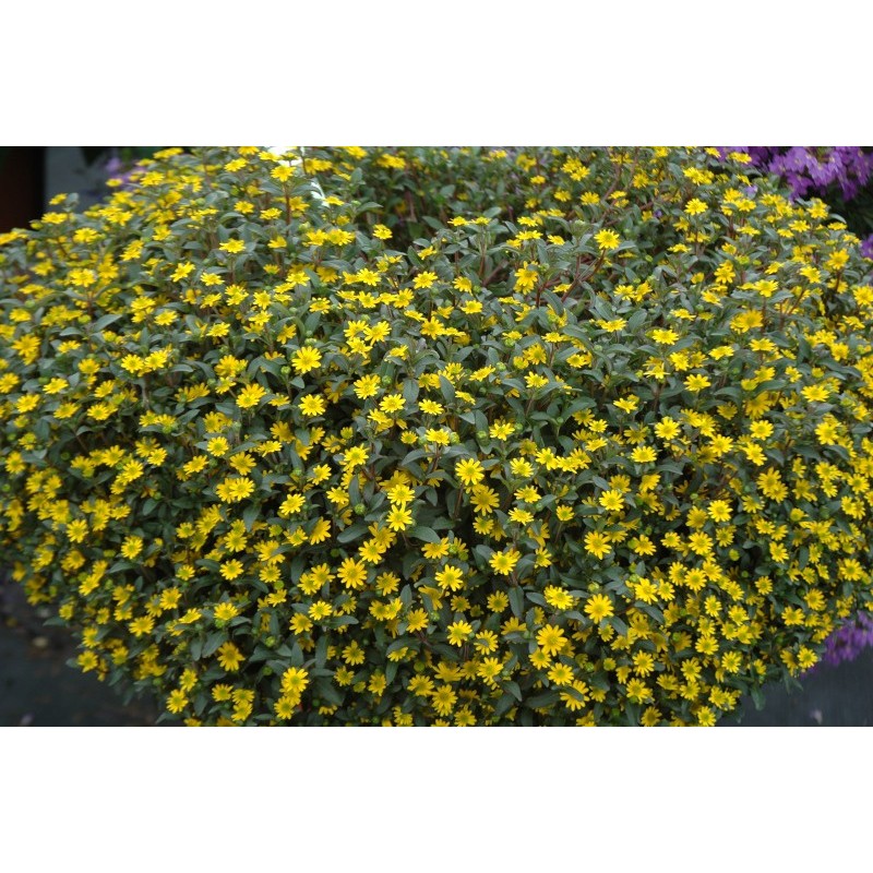 NEMESIA FRUTICANS AROMANCE™ PINK