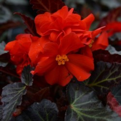 BEGONIA 'I'CONIA RED'