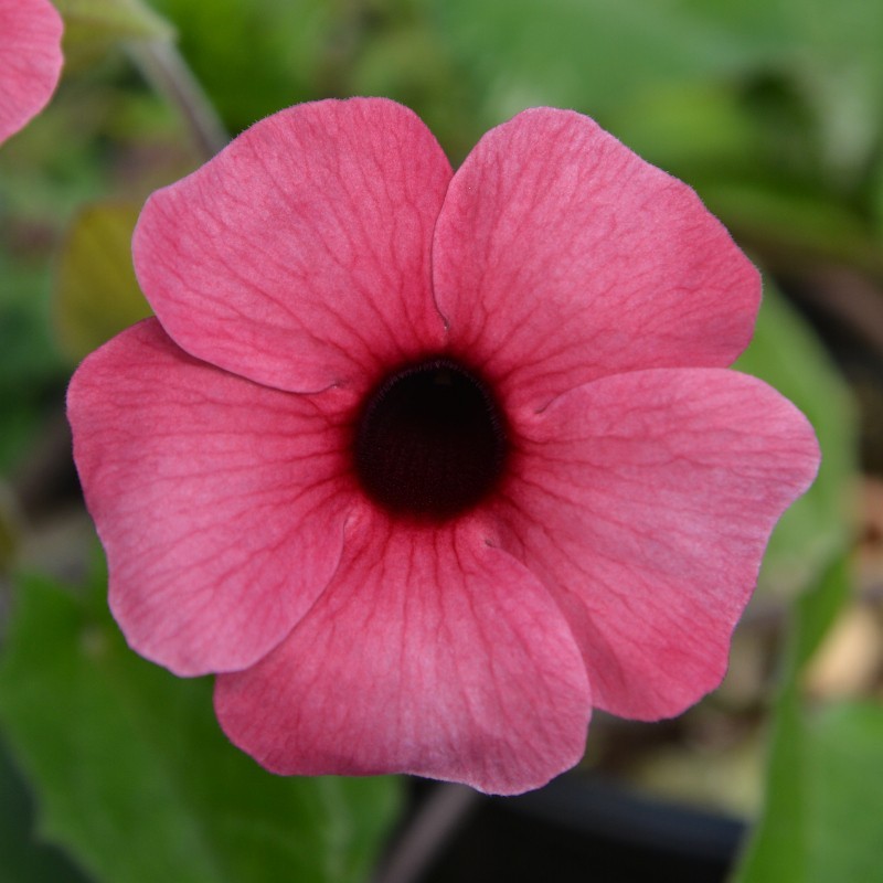 THUNBERGIA ALATA 'ARIZONA ROSE SENSATION'