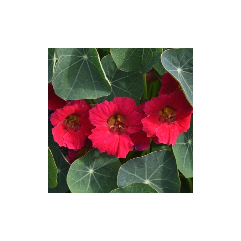 CAPUCINES (TROPAEOLUM MAJUS) ‘BABY ROSE’
