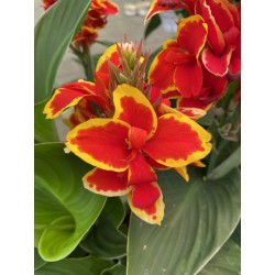 CANNA ‘CANNOVA RED GOLDEN FLAME’