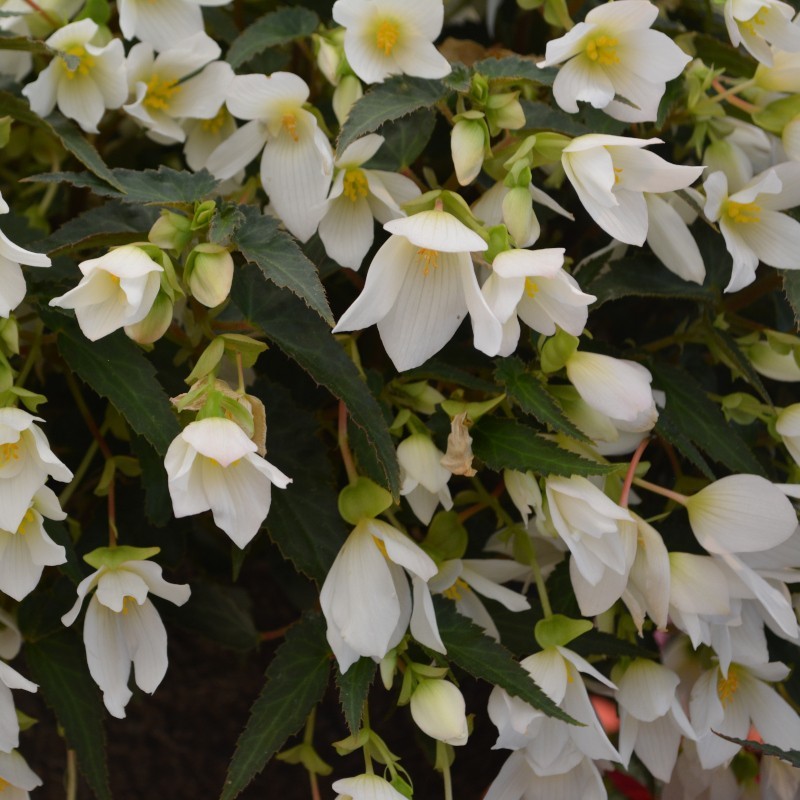 BEGONIA BOLIVIENSIS BEAUVILIA® WHITE