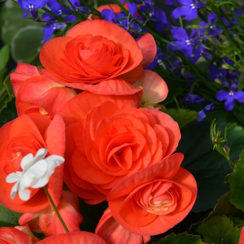 BEGONIA HIEMALIS REINA XL