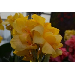 CANNA CANNOVA® YELLOW