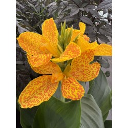 CANNA CANNOVA® GOLD LEOPARD