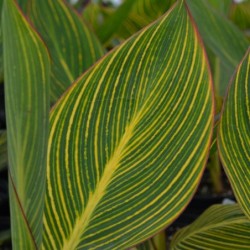 CANNA ‘PRETORIA’