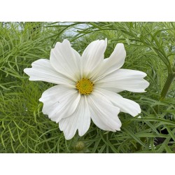 COSMOS SONATA™ WHITE