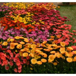 GERBERA REVOLUTION™ MIX SELECT