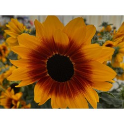 HELIANTHUS SUNFINITY® BROWN EYE GIRL