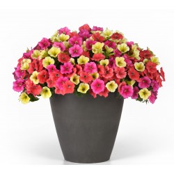 MIXMASTERS™ BEFORE YOU KNOW IT