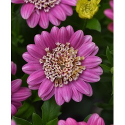 OSTEOSPERMUM 4D™ PINK LEMONADE