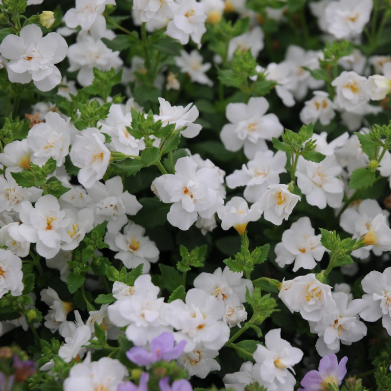 BACOPA (SUTERA CORDATA) CALYPSO™ JUMBO DEEP LAVENDER
